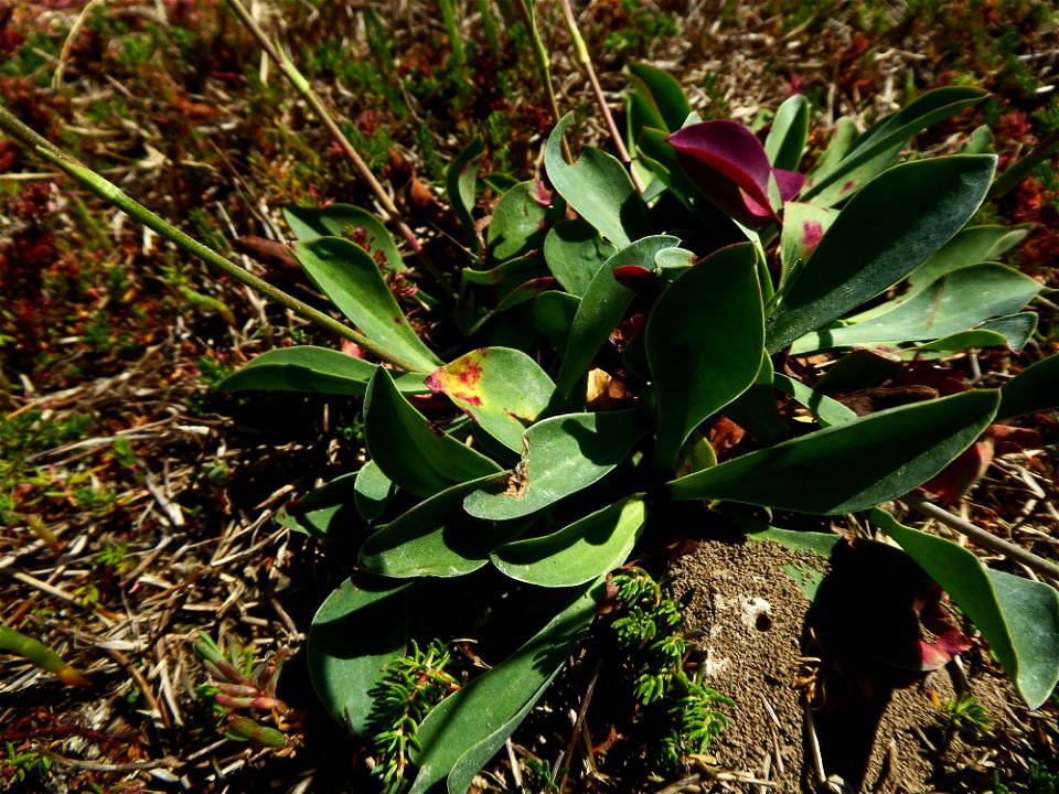 Limonium auriculae-ursifolium (Pourr.) Druce, 1928