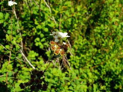 Spiraea hypericifolia subsp. obovata (Waldst. & Kit. ex Willd.) H.Huber, 1964