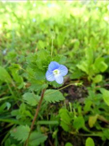 Veronica persica Poir., 1808