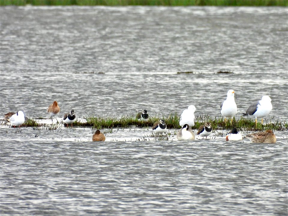 Kieviten, meeuwen, grutto's, slobeenden en pijlstaart