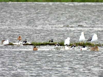 Kieviten, meeuwen, grutto's, slobeenden en pijlstaart