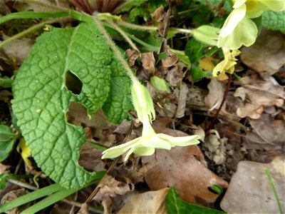 Primula vulgaris Huds., 1762