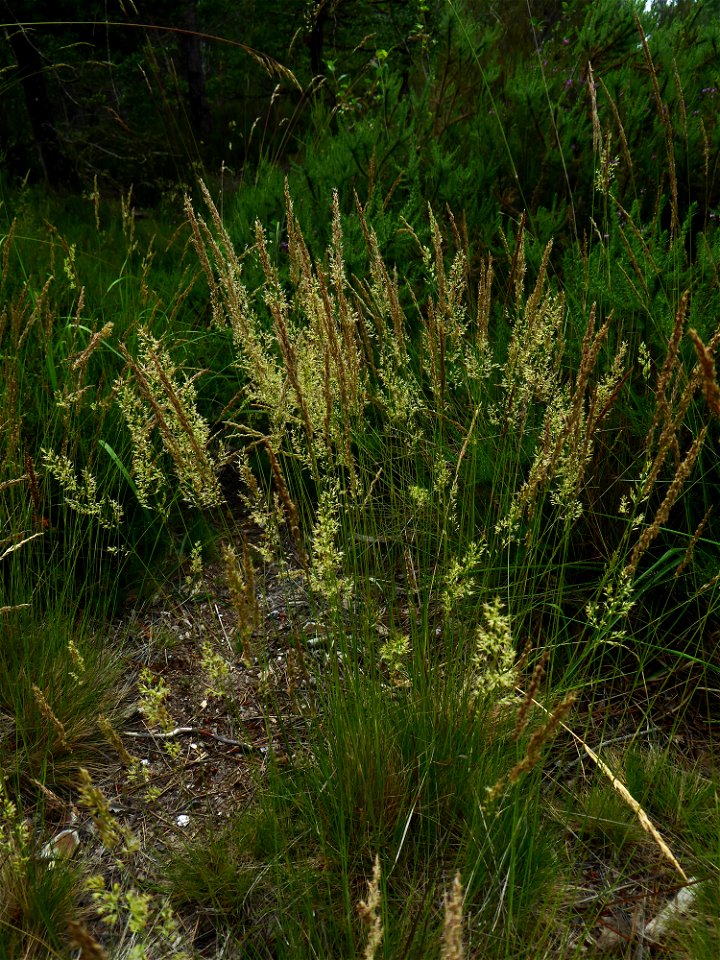 Agrostis curtisii Kerguélen, 1976