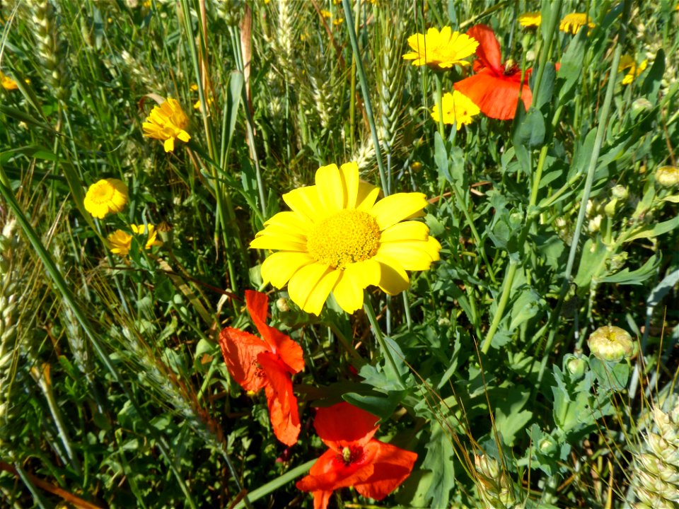 Glebionis segetum (L.) Fourr., 1869
