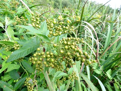 Lysimachia vulgaris L., 1753