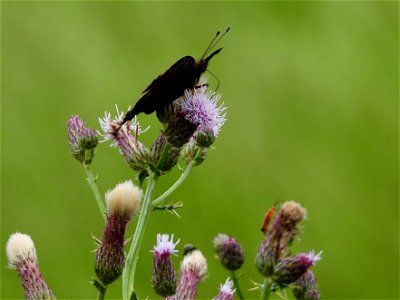 Dagpauwoog en soldaatje