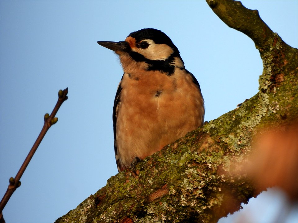 Grote bonte specht