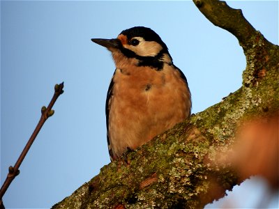 Grote bonte specht