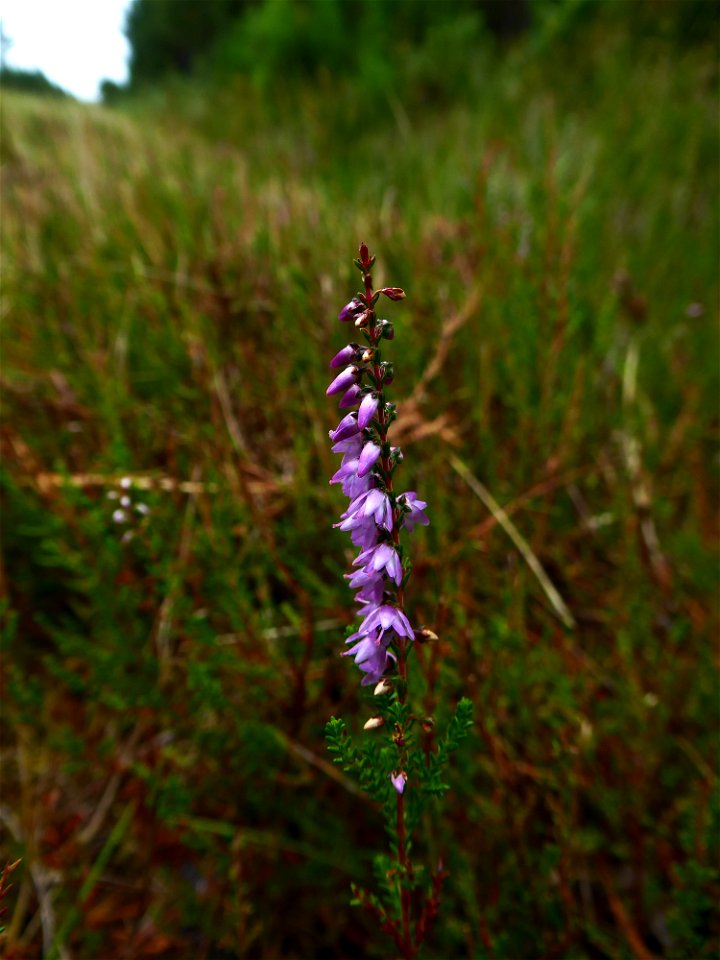 Calluna vulgaris (L.) Hull, 1808
