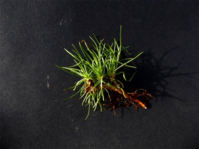 Plantago holosteum Scop., 1771