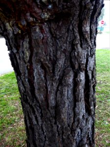 Pinus pinea L., 1753