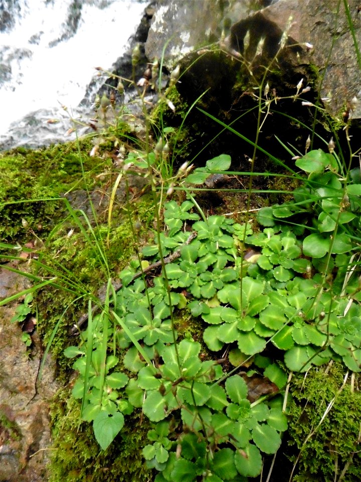 Saxifraga umbrosa L., 1762