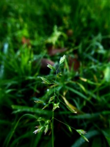 Poa annua L., 1753