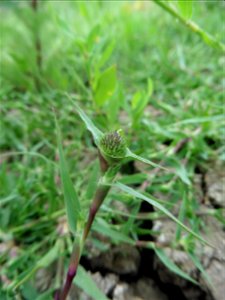 Crypsis aculeata (L.) Aiton, 1789