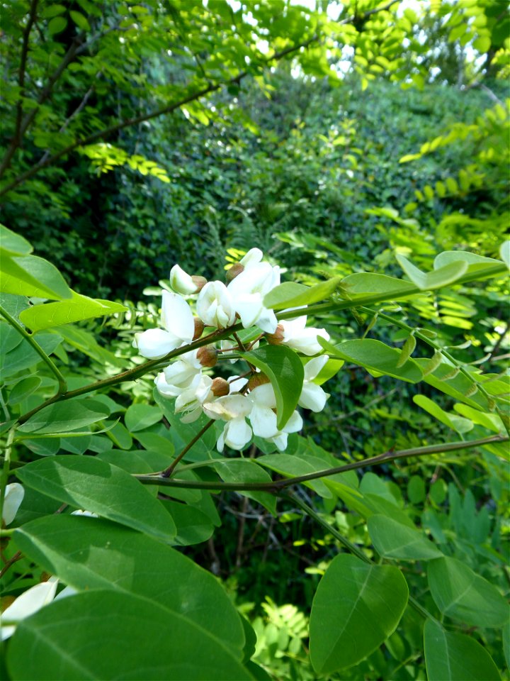 Robinia pseudoacacia L., 1753