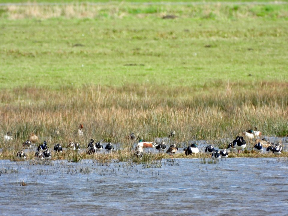 Vogels op het water