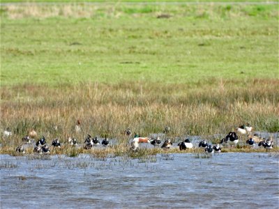 Vogels op het water