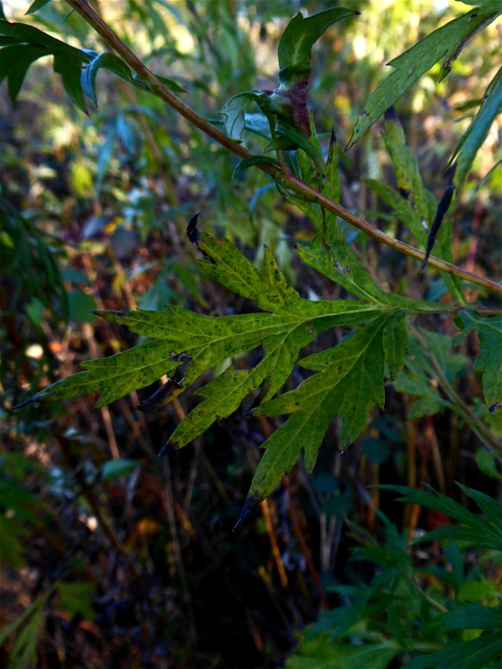 Artemisia vulgaris L., 1753