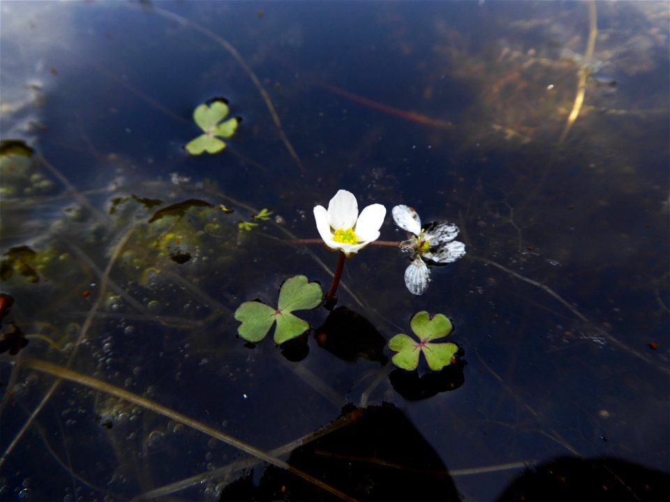 Ranunculus ololeucos J.Lloyd, 1844