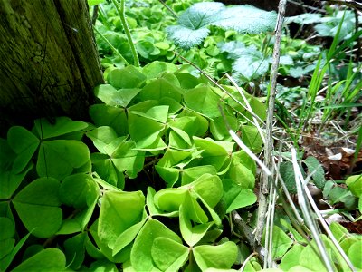 Oxalis acetosella L., 1753