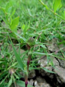 Crypsis aculeata (L.) Aiton, 1789