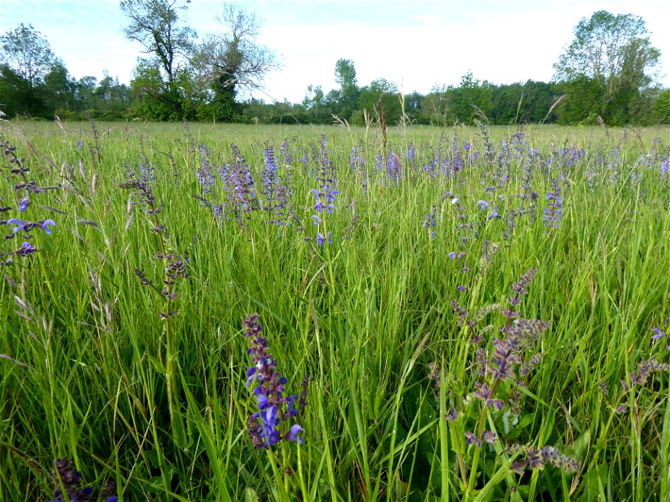 Salvia pratensis L., 1753 photo