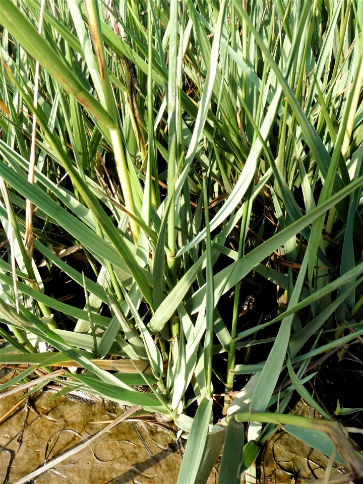 Spartina anglica C.E.Hubb., 1978