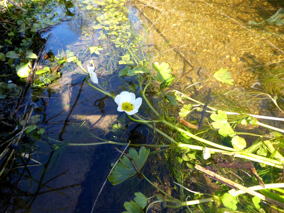 Ranunculus penicillatus (Dumort.) Bab., 1874