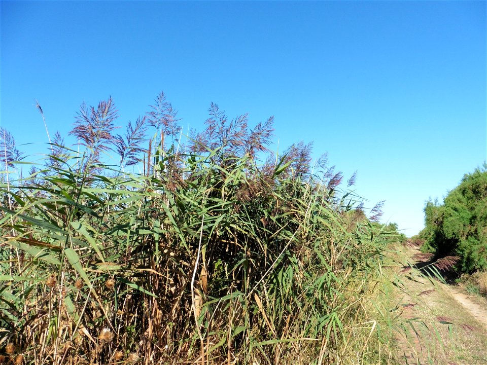 Phragmites australis (Cav.) Trin. ex Steud., 1840