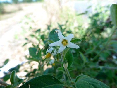 Solanum chenopodioides Lam., 1794