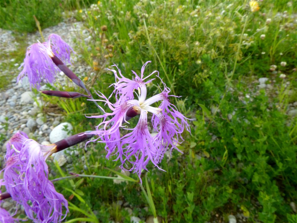 Dianthus superbus L., 1755