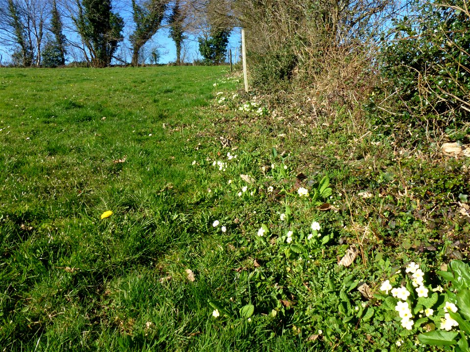 Primula vulgaris Huds., 1762