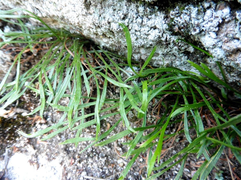 Asplenium septentrionale (L.) Hoffm., 1796