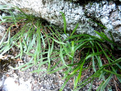 Asplenium septentrionale (L.) Hoffm., 1796