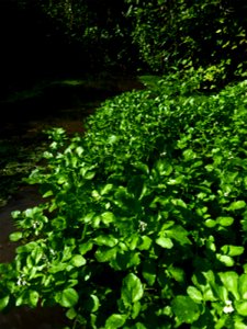 Nasturtium officinale W.T.Aiton, 1812