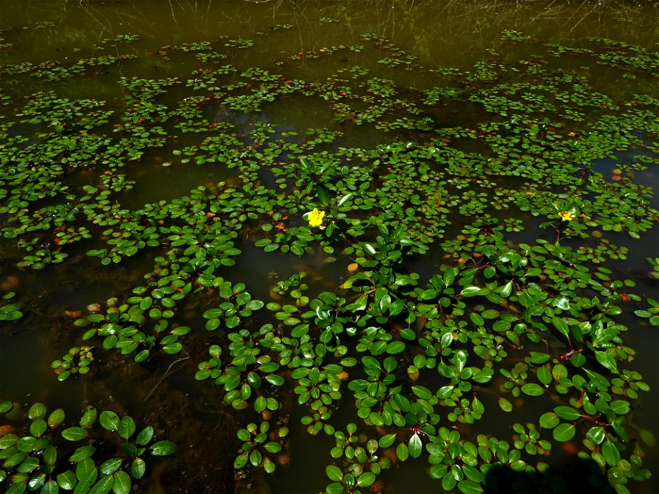 Ludwigia peploides (Kunth) P.H.Raven, 1964