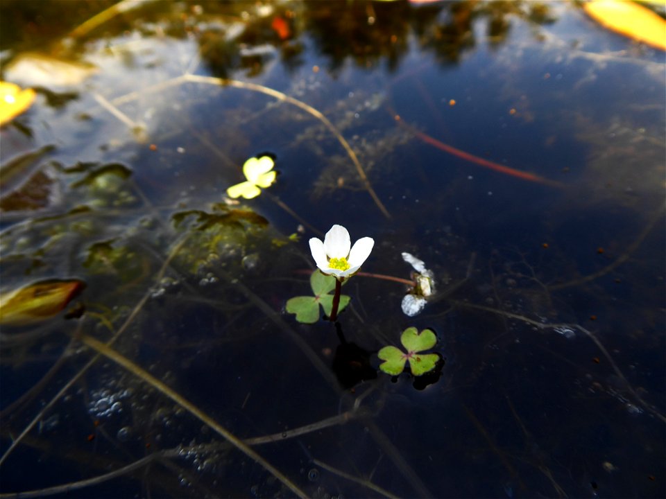 Ranunculus ololeucos J.Lloyd, 1844
