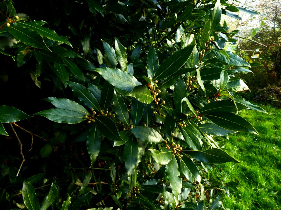 Laurus nobilis L., 1753
