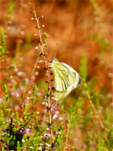 Kleine geaderde witjes