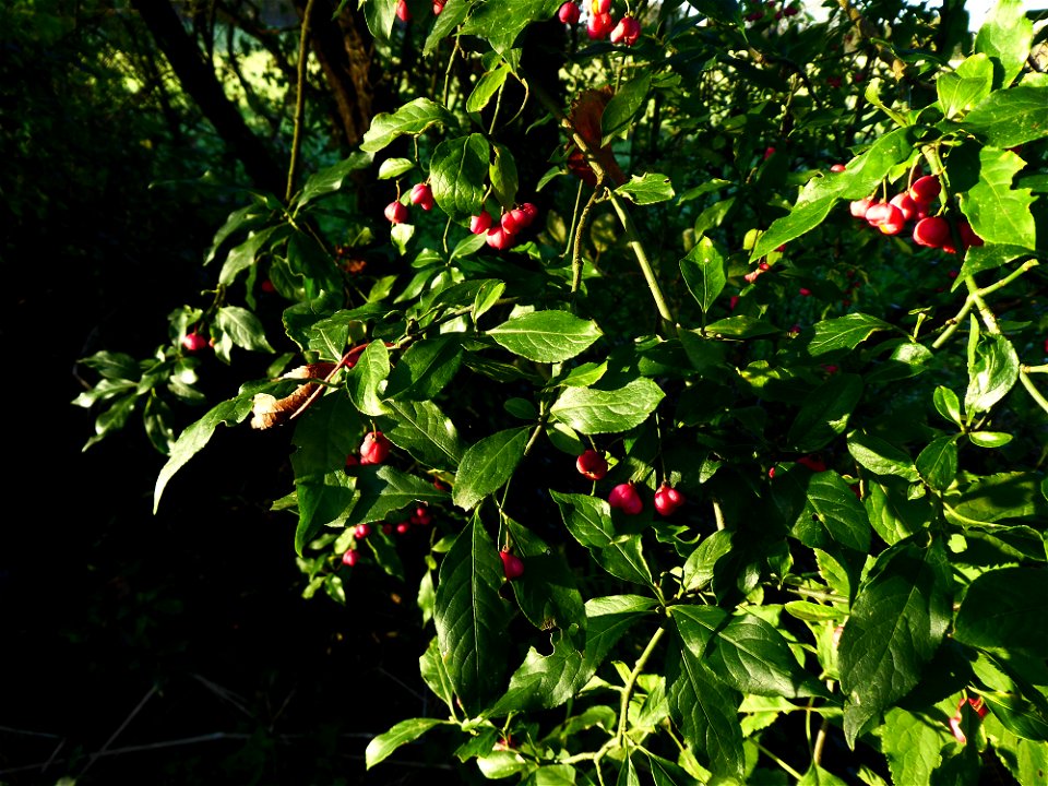 Euonymus europaeus L., 1753