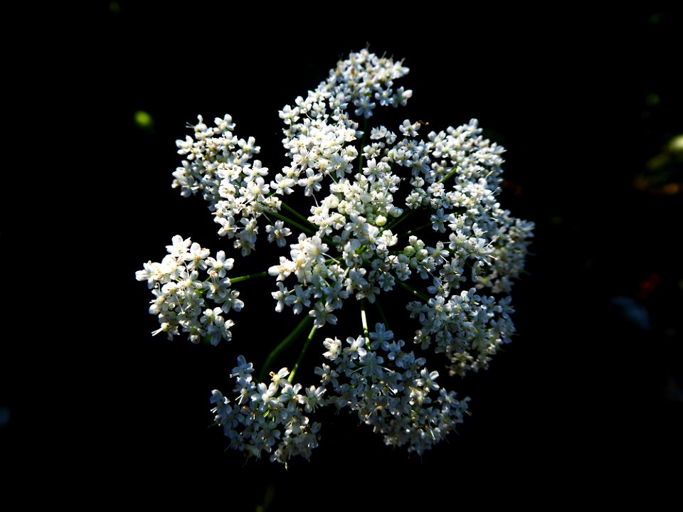 Pimpinella major (L.) Huds., 1762