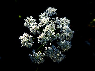 Pimpinella major (L.) Huds., 1762