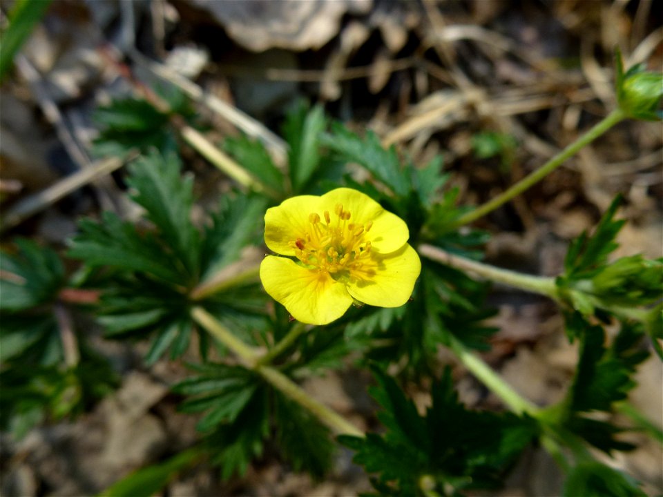 Potentilla erecta (L.) Raeusch., 1797