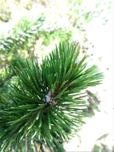 Pinus mugo subsp. uncinata (Ramond ex DC.) Domin, 1936