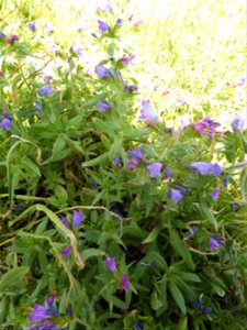 Echium rosulatum Lange, 1855