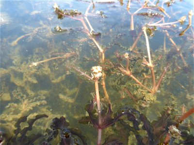 Potamogeton crispus L., 1753
