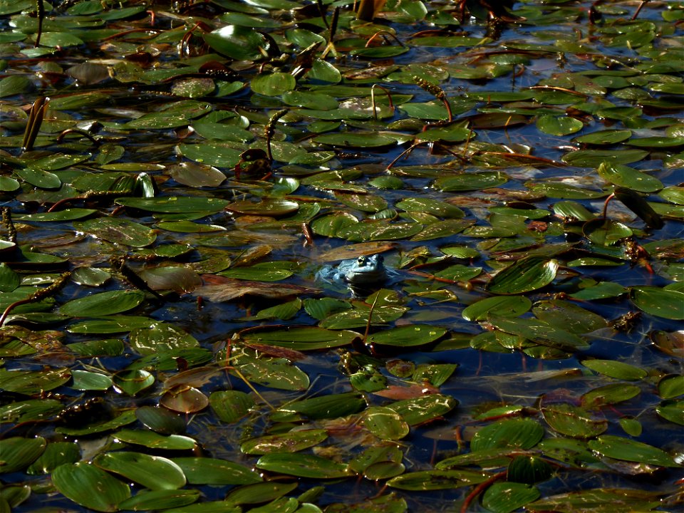 Potamogeton polygonifolius Pourr., 1788