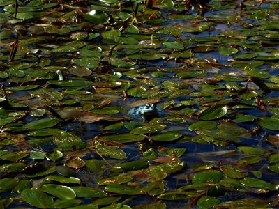 Potamogeton polygonifolius Pourr., 1788