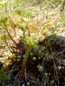 Sedum ochroleucum Chaix, 1785