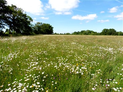 Prairie mésophile, Vendée